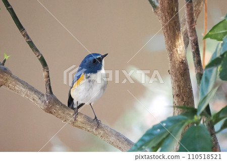 Blue bird‗Male Redstart Blue bird‗Male Redstart 110518521