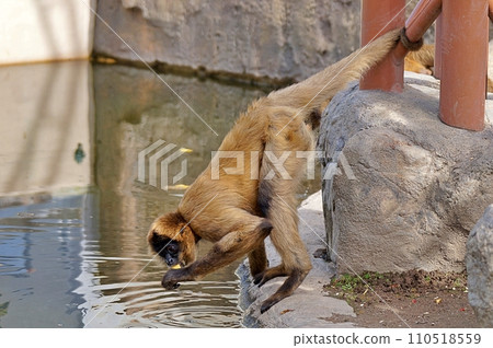 旭山動物園的黑手蛛猴 110518559