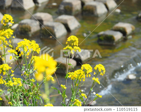 Rape blossoms blooming on the river side Rape blossoms blooming on the river side 110519115