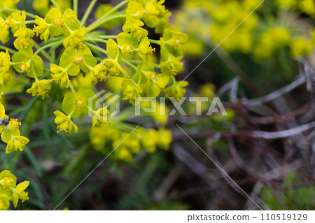 Yellow Euphorbiaceae flowers on the upper left/Euphorbiaceae 110519129