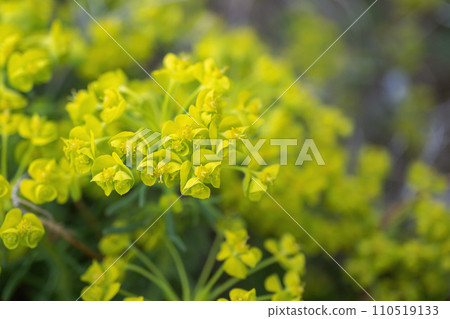 Close up of yellow flowers of Euphorbiaceae / Euphorbiaceae Close up of yellow flowers of Euphorbiaceae / Euphorbiaceae 110519133
