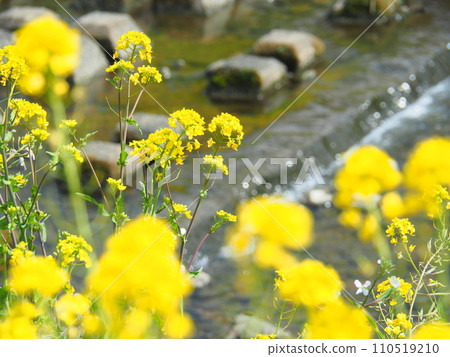 強姦開花在河邊開花 強姦開花在河邊開花 110519210