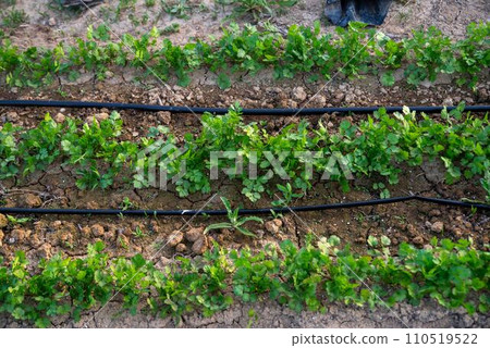 Rows of green leafy cilantro plants in organic garden soil with irrigation lines 110519522