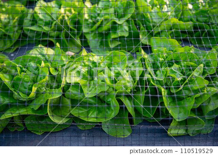 Closeup green leaf lettuce under netting in organic garden 110519529