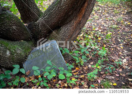 A tree grows over Victorian abandoned cemetery grave stone Daughter 110519553