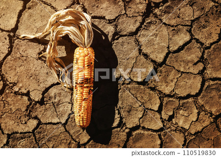 Food Security, World Food Crisis Concept. Environmental Impact. Global Issues in Agricultural Food Production. Dry and Wilted Corn on Cracked Soil, Desertification, Water, Pollution, Energy and 110519830