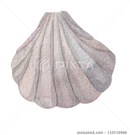 watercolor illustration of sea shells, hand drawn on a white background. Pearlescent delicate shades. marine theme, underwater elements 110519986
