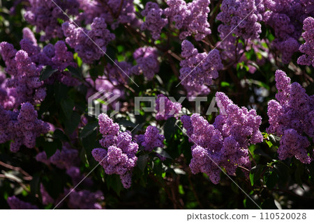 Branches of abundantly blooming lilacs in spring. 110520028