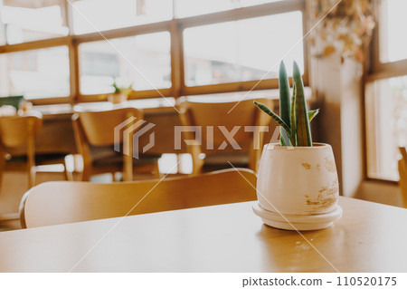 plant in pot decoration on table 110520175