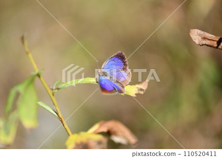 Melasaki juniper during the overwintering Melasaki juniper during the overwintering 110520411