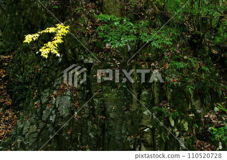 常清瀑布風景 110520728