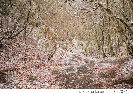 A path in a deciduous forest in the foothills of the Caucasus is covered with the first snow, a conceptual banner of a mountain forest with an advertising campaign concept or product mockup A path in a deciduous forest in the foothills of the Caucasus is covered with the first snow, a conceptual banner of a mountain forest with an advertising campaign concept or product mockup 110520743