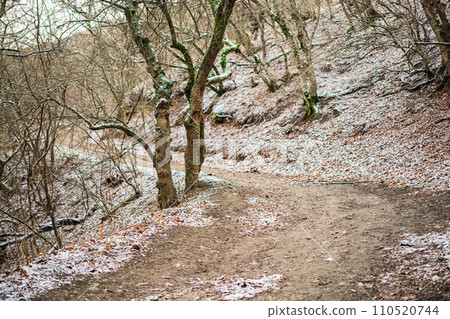 Winter road in a deciduous forest in foothills of the Caucasus mountains is covered with the first snow, a conceptual banner of mountain forest with an advertising campaign concept or product mockup Winter road in a deciduous forest in foothills of the Caucasus mountains is covered with the first snow, a conceptual banner of mountain forest with an advertising campaign concept or product mockup 110520744