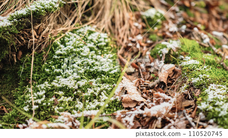 Moss and dry path covered with the first snow, copy space for a conceptual advertising campaign banner or mockup for a product 110520745