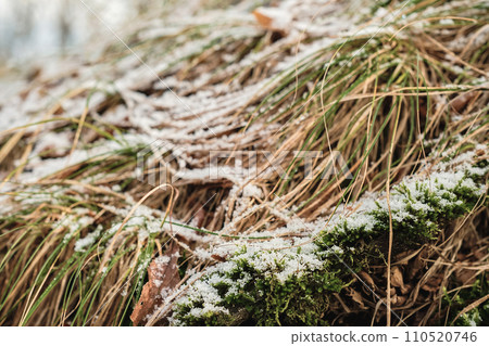 dry path covered with the first snow, copy space for a conceptual advertising campaign banner or mockup for a product dry path covered with the first snow, copy space for a conceptual advertising campaign banner or mockup for a product 110520746
