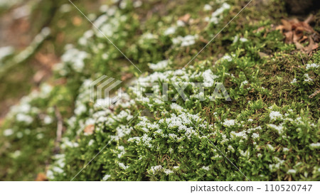 Moss covered with the first snow, concept advertising campaign banner or mockup for a product 110520747