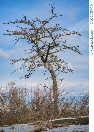Lonely tree against winter blue sky with clouds, mountain forest concept banner with advertising campaign concept or product mockup Lonely tree against winter blue sky with clouds, mountain forest concept banner with advertising campaign concept or product mockup 110520749