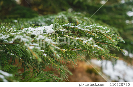 Pine branch covered with snow, close-up concept banner of mountain forest with advertising campaign concept or product mockup Pine branch covered with snow, close-up concept banner of mountain forest with advertising campaign concept or product mockup 110520750