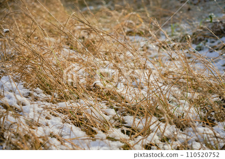 Dry grass in a snowy field, advertising campaign concept banner or product mockup for winter health care in dry climate Dry grass in a snowy field, advertising campaign concept banner or product mockup for winter health care in dry climate 110520752