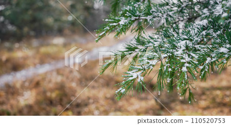 Close-up of a coniferous tree branch covered with snow against the background of a clearing with dry grass, advertising campaign concept banner or product mockup Close-up of a coniferous tree branch covered with snow against the background of a clearing with dry grass, advertising campaign concept banner or product mockup 110520753