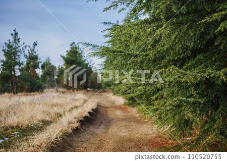 A road in a coniferous forest, a walk in nature on a day off, hiking in the mountains, an idea for advertising sports shoes or a mockup for a product A road in a coniferous forest, a walk in nature on a day off, hiking in the mountains, an idea for advertising sports shoes or a mockup for a product 110520755