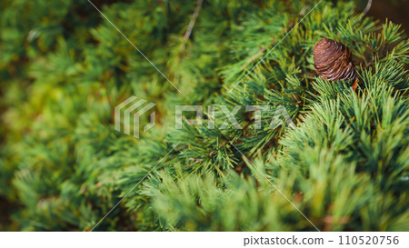 Coniferous tree branches background, idea for forestry advertising and product mockup, selective focus Coniferous tree branches background, idea for forestry advertising and product mockup, selective focus 110520756