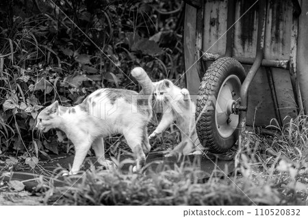 Free-spirited cats ~Rebellion without a cause~ Free-spirited cats ~Rebellion without a cause~ 110520832