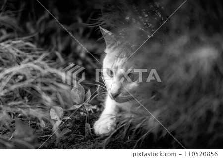 Free-spirited cats ~hidden~ Free-spirited cats ~hidden~ 110520856