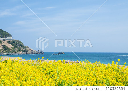 Cape with blooming rape blossoms and blue sky 110520864
