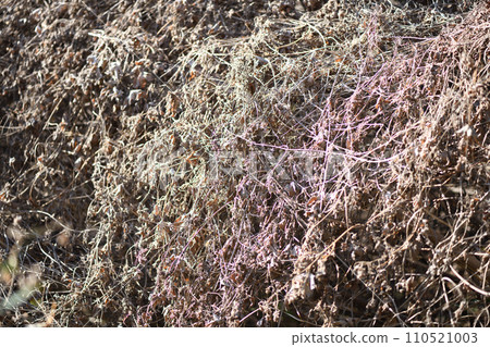early spring dry grass 110521003