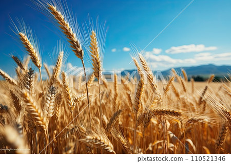 Wheat field. Ears of golden wheat close up.... - Stock Illustration ...