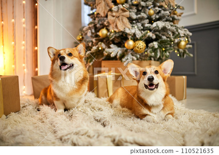Two adorable welsh corgi dogs sitting on soft carpet and looking up near decorated Christmas tree 110521635