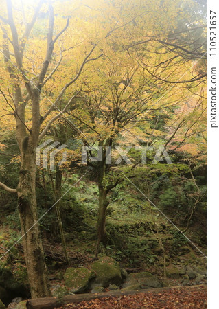Beautiful autumn leaves with wasabi Beautiful autumn leaves with wasabi 110521657