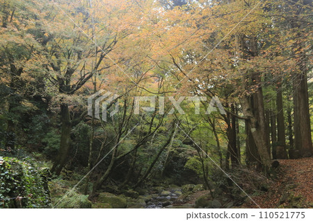 芥末美麗的秋葉 110521775