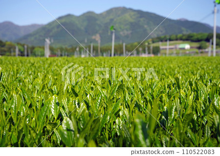 [Scent of fresh tea] Fresh tea plantation in Mizusawa, the production area of Ise tea 110522083