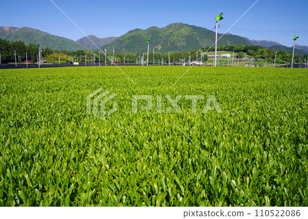 [Scent of fresh tea] Fresh tea plantation in Mizusawa, the production area of Ise tea 110522086