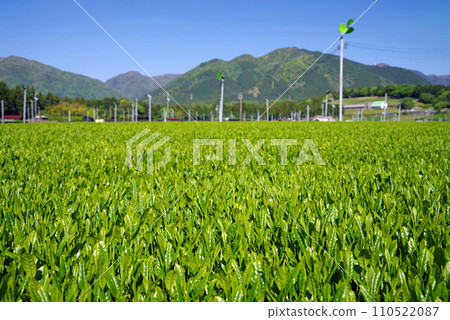 [Scent of fresh tea] Fresh tea plantation in Mizusawa, the production area of Ise tea 110522087