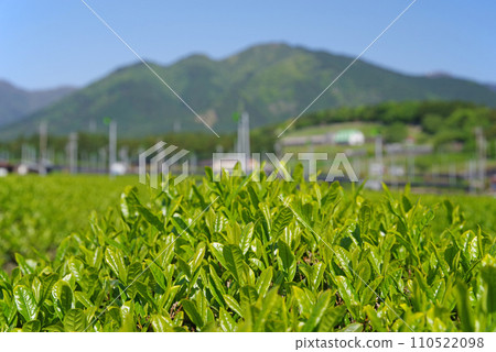 【鮮茶的香氣】伊勢茶產地水澤的鮮茶園 【鮮茶的香氣】伊勢茶產地水澤的鮮茶園 110522098