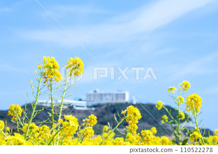 油菜花盛開的伊良湖岬酒店 110522278