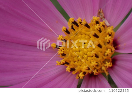 Cosmos Cosmos 110522355