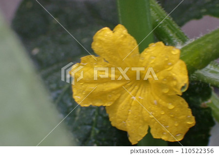 黃色番茄花 黃色番茄花 110522356