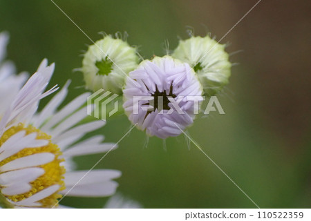 Haldione白花 110522359