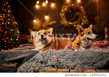 Two adorable welsh corgi dogs sitting on soft carpet and looking up near decorated Christmas tree 110522372