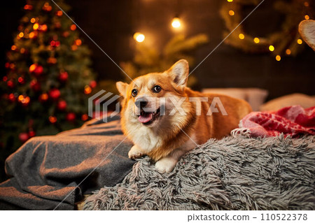 Adorable welsh corgi dog sitting on soft carpet and looking up near decorated Christmas tree Adorable welsh corgi dog sitting on soft carpet and looking up near decorated Christmas tree 110522378