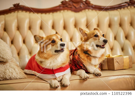 Two cute red-white welsh corgi pembroke in New Year's clothes sitting on sofa with gift boxes Two cute red-white welsh corgi pembroke in New Year's clothes sitting on sofa with gift boxes 110522396