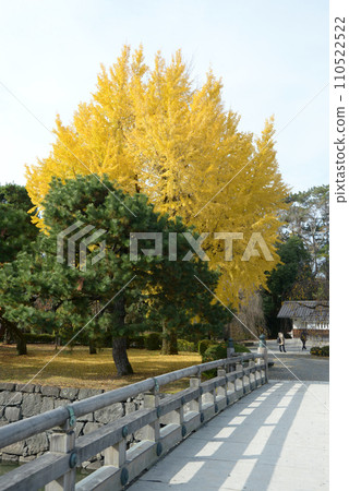 Nijo Castle Yellow leaves of ginkgo trees inside the castle Nakagyo Ward, Kyoto City 110522522