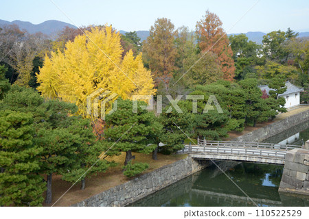 Nijo Castle Yellow leaves of ginkgo trees inside the castle Nakagyo Ward, Kyoto City 110522529