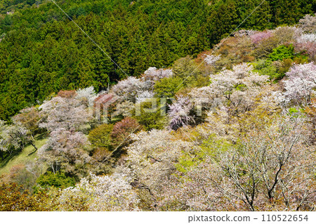 奈良吉野山櫻 奈良吉野山櫻 110522654