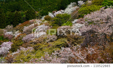 奈良吉野山櫻 110522665