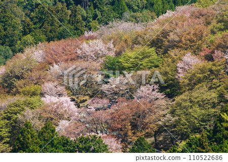 奈良吉野山櫻 110522686